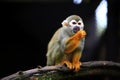 Squirrel monkey, genus Saimiri eating on the timber Royalty Free Stock Photo