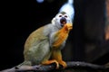 Squirrel monkey, genus Saimiri Eating on the timber Royalty Free Stock Photo