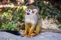 Squirrel monkey, the only genus in the subfamily Saimirinae Royalty Free Stock Photo