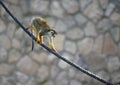 Squirrel Monkey Going Down A Rope