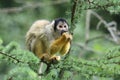 Squirrel monkey portrait Royalty Free Stock Photo