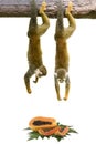 Squirrel monkey hanging