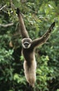 Squirrel Monkey hanging from tree Royalty Free Stock Photo