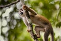 Squirrel Monkey hanging on tree