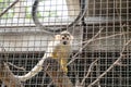 Squirrel Monkey hold timber