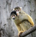 Squirrel monkey with its cute little baby Royalty Free Stock Photo