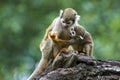 Squirrel monkey with its cute little baby Royalty Free Stock Photo