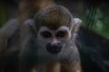 Squirrel Monkey Looking in the camera close up. Wildlife scene from nature. Beautiful cute animal Royalty Free Stock Photo