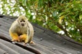 Squirrel monkey looking at you Royalty Free Stock Photo