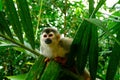 Squirrel Monkey in Manuel Antonio National Park, C Royalty Free Stock Photo