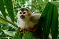 Squirrel Monkey in Manuel Antonio National Park, C Royalty Free Stock Photo