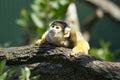 Squirrel Monkey, Mogo zoo, Tomakin road, Mogo, New South Wales in Australia.