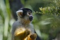 Squirrel Monkey, Mogo zoo, Tomakin road, Mogo, New South Wales in Australia.