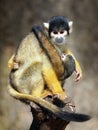 Squirrel monkey Royalty Free Stock Photo