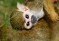 Squirrel Monkey Observing the World Lying on the Back of Its Mother Royalty Free Stock Photo