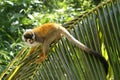 Squirrel monkey on palm frond Royalty Free Stock Photo