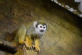 a squirrel monkey perched on a tree branch. Royalty Free Stock Photo