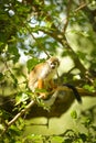 a squirrel monkey perched on a tree branch. Royalty Free Stock Photo