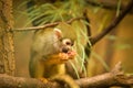 a squirrel monkey perched on a tree branch Royalty Free Stock Photo