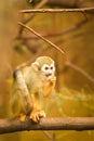 a squirrel monkey perched on a tree branch Royalty Free Stock Photo