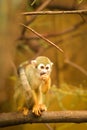 a squirrel monkey perched on a tree branch Royalty Free Stock Photo