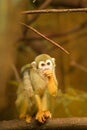 a squirrel monkey perched on a tree branch. Royalty Free Stock Photo