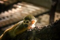 The squirrel monkey. Royalty Free Stock Photo