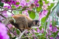 The squirrel monkey and pink flowers.The common squirrel monkey (Saimiri sciureus) Royalty Free Stock Photo