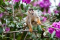 The squirrel monkey and pink flowers. The common squirrel monkey (Saimiri sciureus)