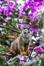 The squirrel monkey and pink flowers. The squirrel monkey saimiri sits in a magnificent environment of colors. Royalty Free Stock Photo