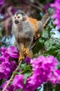 The squirrel monkey and pink flowers. The squirrel monkey saimiri sits in a magnificent environment of colors. Royalty Free Stock Photo