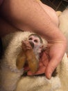 squirrel monkey praying hands