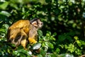 Squirrel monkey with a pup on its back Royalty Free Stock Photo