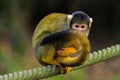 Squirrel monkey on a rope. Royalty Free Stock Photo