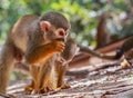 Squirrel monkey (saimiri) eating Royalty Free Stock Photo