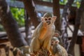 Squirrel monkey (saimiri) eating in zoo. Royalty Free Stock Photo