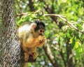 Squirrel monkey Saimiri eats sitting on a tree at the zoo Royalty Free Stock Photo