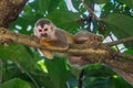Squirrel monkey, Saimiri oerstedii, sitting on the tree trunk with green leaves, Corcovado NP, Costa Rica. Royalty Free Stock Photo