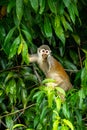 Squirrel monkey, Saimiri oerstedii, sitting on the tree trunk with green leaves, Corcovado NP, Costa Rica. Royalty Free Stock Photo