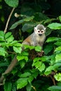 Squirrel monkey, Saimiri oerstedii, sitting on the tree trunk with green leaves, Corcovado NP, Costa Rica. Royalty Free Stock Photo