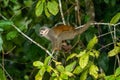 Squirrel monkey, Saimiri oerstedii, sitting on the tree trunk with green leaves, Corcovado NP, Costa Rica. Royalty Free Stock Photo