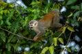 Squirrel monkey, Saimiri oerstedii, sitting on the tree trunk with green leaves, Corcovado NP, Costa Rica. Royalty Free Stock Photo