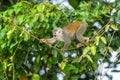 Squirrel monkey, Saimiri oerstedii, sitting on the tree trunk with green leaves, Corcovado NP, Costa Rica. Royalty Free Stock Photo