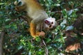 Squirrel monkey, Saimiri oerstedii, sitting on the tree trunk with green leaves, Corcovado NP, Costa Rica. Monkey in the tropic Royalty Free Stock Photo