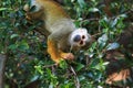 Squirrel monkey, Saimiri oerstedii, sitting on the tree trunk with green leaves, Corcovado NP, Costa Rica. Monkey in the tropic Royalty Free Stock Photo