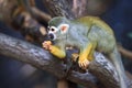 Squirrel monkey, Saimiri oerstedii, sitting on the tree trunk with green leaves, Corcovado NP, Costa Rica. Monkey in the tropic Royalty Free Stock Photo