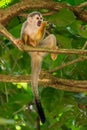 Squirrel monkey, Saimiri oerstedii, sitting on the tree trunk with green leaves, Corcovado NP, Costa Rica. Royalty Free Stock Photo