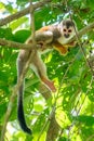 Squirrel monkey, Saimiri oerstedii, sitting on the tree trunk with green leaves, Corcovado NP, Costa Rica. Royalty Free Stock Photo