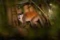 Squirrel monkey, Saimiri oerstedii, sitting on the tree trunk with green leaves, Corcovado NP, Costa Rica. Monkey in the tropic Royalty Free Stock Photo