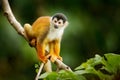 Squirrel monkey, Saimiri oerstedii, sitting on the tree trunky with green leaves, Corcovado NP, Costa Rica. Monkey in the tropic Royalty Free Stock Photo